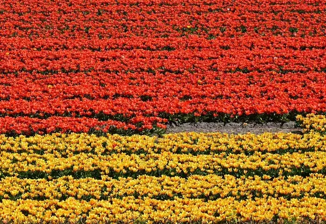 Tulpenblüte in Holland: Tulpenfelder bei Lisse