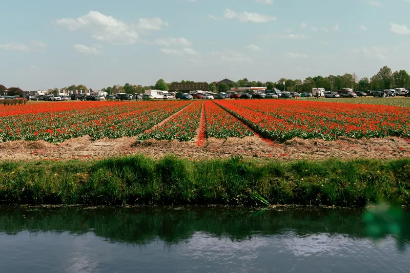 Tulpenblüte in Holland: Tulpenfelder an einem Kanal