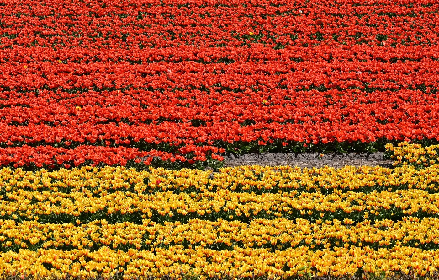 Tulpenblüte in Holland: rote und gelbe Tulpenfelder bei Lisse