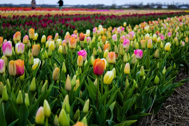 Tulpenblüte in Holland: bunte Tulpen am Feldrand bei Hillegom