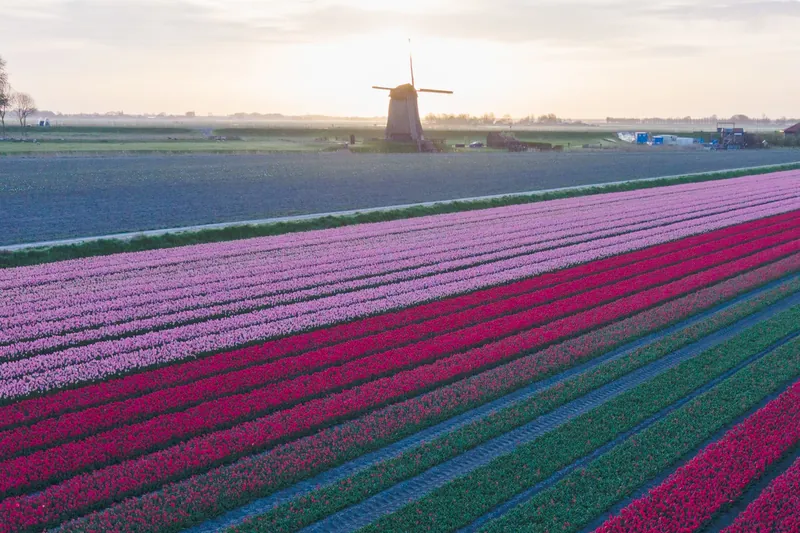 Tulpenblüte in Holland: Tulpenfelder mit Windmühle